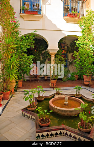 Pflanzen Sie gefüllten Innenhof in der Altstadt in der Stadt Córdoba, UNESCO-Weltkulturerbe, Provinz Córdoba, Andalus Stockfoto