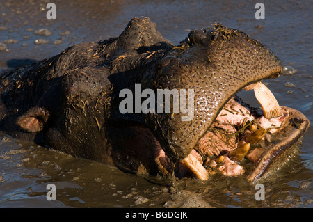 Nilpferd Hippopotamus amphibius Stockfoto