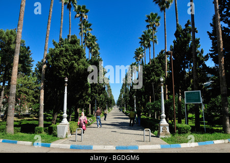 Palm-Baum-Gasse am Ramsar, Kaspischen Meer, Mazandaran, Iran, Asien Stockfoto