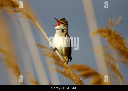 Drosselrohrsänger (Acrocephalus Arundinaceus), Männchen singen im Schilf Stockfoto