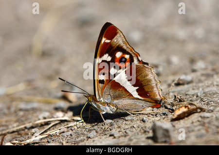 Lila Schmetterling der Kaiser (Apatura Iris) trinken Mineralien auf einer unbefestigten Straße Stockfoto