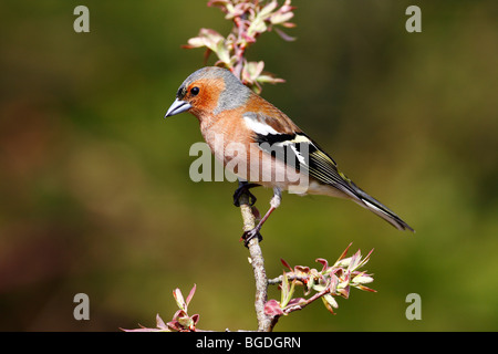 Buchfinken (Fringilla Coelebs) männlichen im Gefieder thront auf einem blühenden Strauch im Frühjahr Stockfoto