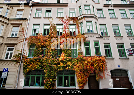 Japanische Schlingpflanze, Boston-Efeu, Grape Efeu, Japanisch Efeu oder Woodbine (Parthenocissus Tricuspidata), auf der Fassade in Haidhausen, Se Stockfoto