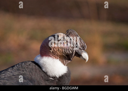 Porträt von einem Andenkondor (Vultur Kondor), Männlich Stockfoto