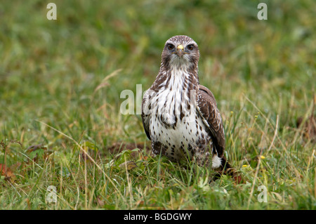 Bussard (Buteo Buteo) Stockfoto