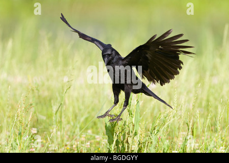 Amerikanische Krähe Landung im Feld Stockfoto