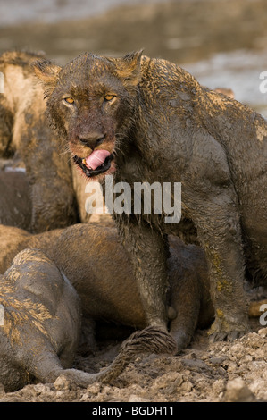 Eine Löwin sucht in ihrem töten und ihre Lippen leckt. Stockfoto