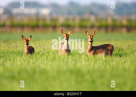 Europäische Rehe (Capreolus Capreolus), drei Hirsche stehen in einem Weizenfeld Stockfoto