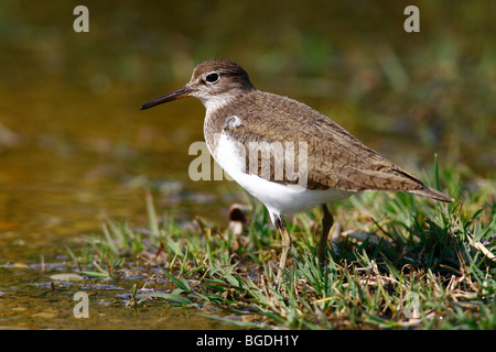 Flussuferläufer (Actitis Hypoleucos) auf der Suche nach Nahrung am Rande eines Gewässers Stockfoto