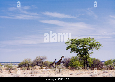 Giraffe mit Kalb. Angolanische Giraffe (Giraffa Plancius Angolensis), Etosha Nationalpark, Namibia Stockfoto