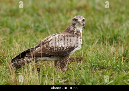 Bussard (Buteo Buteo) Stockfoto