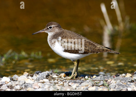 Flussuferläufer (Actitis Hypoleucos) stehend auf Kieselsteinen am Ufer eines Gewässers Stockfoto