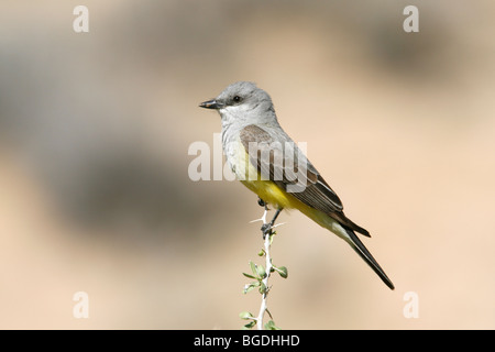 Westlichen Kingbird Stockfoto