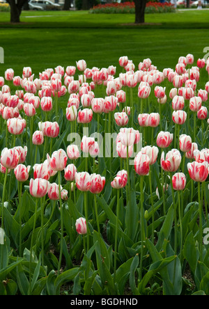 Tulpen-Sorbet Stockfoto