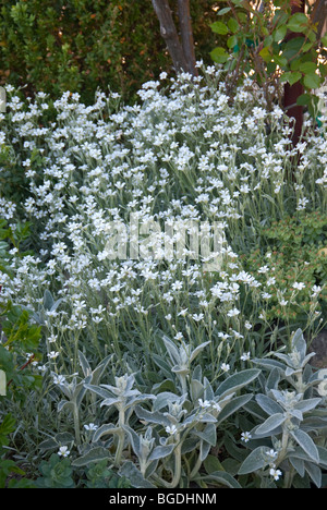 Schnee im Sommer (filziges Hornkraut) mit Lämmer Ohren (Niederwendischen) Stockfoto