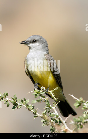 Westlichen Kingbird - vertikal Stockfoto