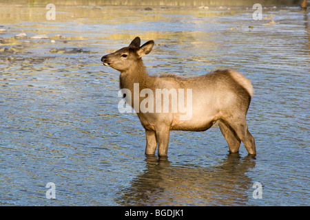 Jährling fawn Elk überqueren den Athabasca River im Jasper Nationalpark, Alberta, Kanada Stockfoto