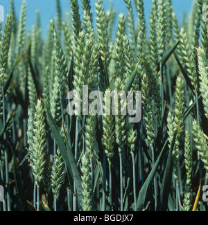 Weizen Ernte unreifen Ohr vor blauem Himmel im Sommer Stockfoto