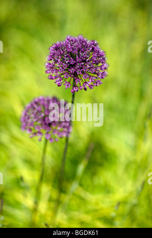 Allium unter Carex Elata 'Aurea' Stockfoto