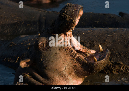 Nilpferd Hippopotamus Amphibius Gähnen Stockfoto