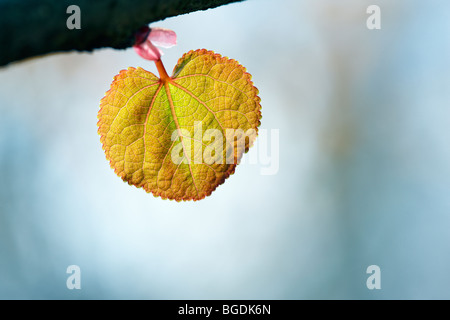 Cercidiphyllum Japonicum - Blatt des Baumes Katsura im Frühjahr Stockfoto