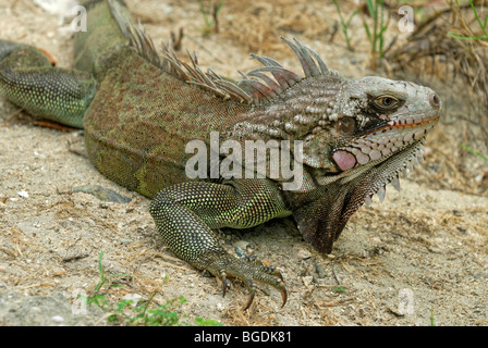 Grüner Leguan (Iguana Iguana), Insel St. Croix, Amerikanische Jungferninseln, Vereinigte Staaten Stockfoto