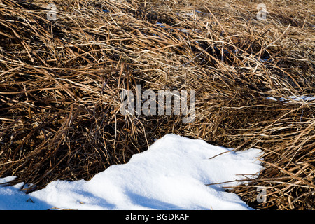 Schmelzender Schnee auf dem Rasen. Süd-West Island. Stockfoto