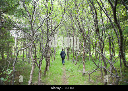 Frau im Wald wandern. Island. Stockfoto