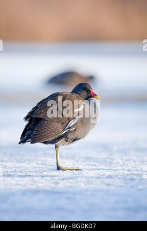 Ein Teichhühner oder Marsh Henne (Gallinula Chloropus) stehen auf dem Eis auf einem zugefrorenen Teich Stockfoto