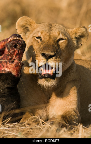 Porträt von einer Löwin liegen neben den teilweise gegessen Kadaver eines Büffels Stockfoto