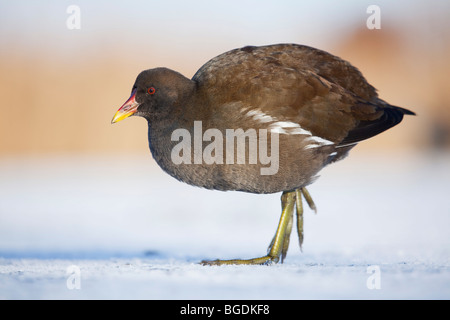 Ein Teichhühner oder Marsh Henne (Gallinula Chloropus) zu Fuß auf dem Eis auf einem zugefrorenen Teich Stockfoto