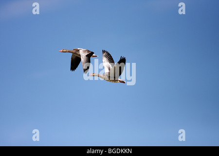 Graugänse (Anser Anser), paar auf der Flucht Stockfoto