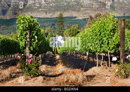 Eine traditionelle Kap-holländischen Gehöft auf einem Weingut namens Buitenverwachting in Constantia, Kapstadt, Südafrika Stockfoto