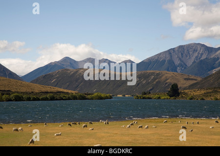 Schafe grasen auf einer Wiese in der Nähe von einem See auf der Südinsel, Neuseeland Stockfoto