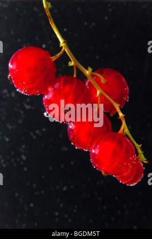 Frische rote Johannisbeeren an Rebstöcken im Wasser Stockfoto