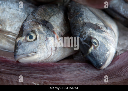 Fischmarkt Stall Stockfoto