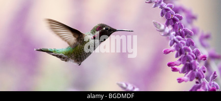 Annas Kolibri in Palo Alto, Kalifornien, USA Stockfoto