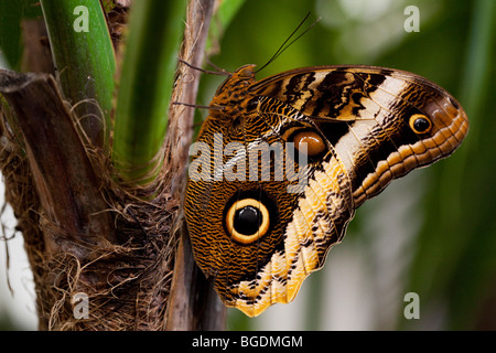 Gelb umrandeten Riesen-Eule (Caligo Atreus) Schmetterling, Parc De La Tête d ' or (Golden Head Park), Lyon, Frankreich Stockfoto