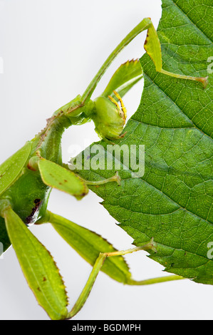 Phyllium Sp. Philippinen Blatt Insekten fressenden Leafinsect Stick Aussehen eines Blattes aus Leafinsect Tier grünes Blatt le Essen Stockfoto