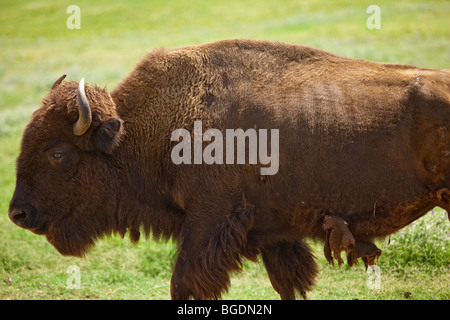 Ein amerikanischer Bison oder Büffel, ursprünglich aus dem Westen der Vereinigten Staaten, roaming in Arbuckle Wildnis Wildpark in Oklahoma Stockfoto