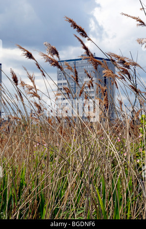 Phragmites Australis gemeinsamen Reed mit Hochhaus hinter Gillespie Park Natur reservieren Highbury Islington London UK Stockfoto