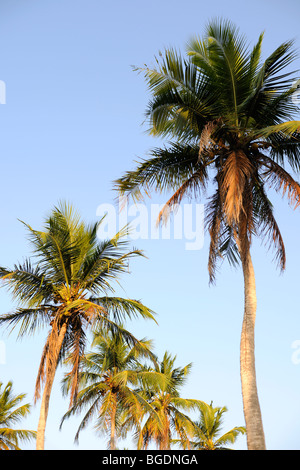 Kokospalmen (Cocos Nucifera) vor einem blauen Himmel Stockfoto