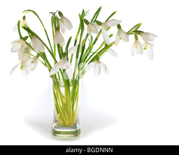 Frühling Schneeglöckchen Blumen Blumenstrauß isoliert auf weißem Hintergrund mit einigen Schatten. Stockfoto