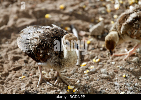 Indisch Blau peacock Küken Essen mealies (Grus japonensis). Stockfoto