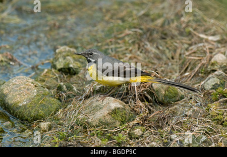 Graue Bachstelze Sommer männlich Stockfoto