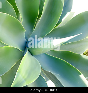 Pitera, Maguey, Agave, Detail aus der mediterranen Grün Natur Stockfoto