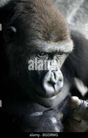 Gorilla Affe Nahaufnahme Portrait mit meist menschliche ausdrücken Stockfoto