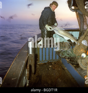 Nordsee-Kabeljau-Fischer / Trawlerman, schwingt ein Kabeljau aus den Netzen der seine Seine Netter fischender Trawler Schiff. Stockfoto