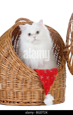 weiße Katze mit Weihnachtsmütze im Rattan-Träger Stockfoto