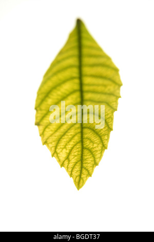 Grüne Blätter in lebendige Grün, Mispel Baum weiße Studio-Hintergrund Stockfoto